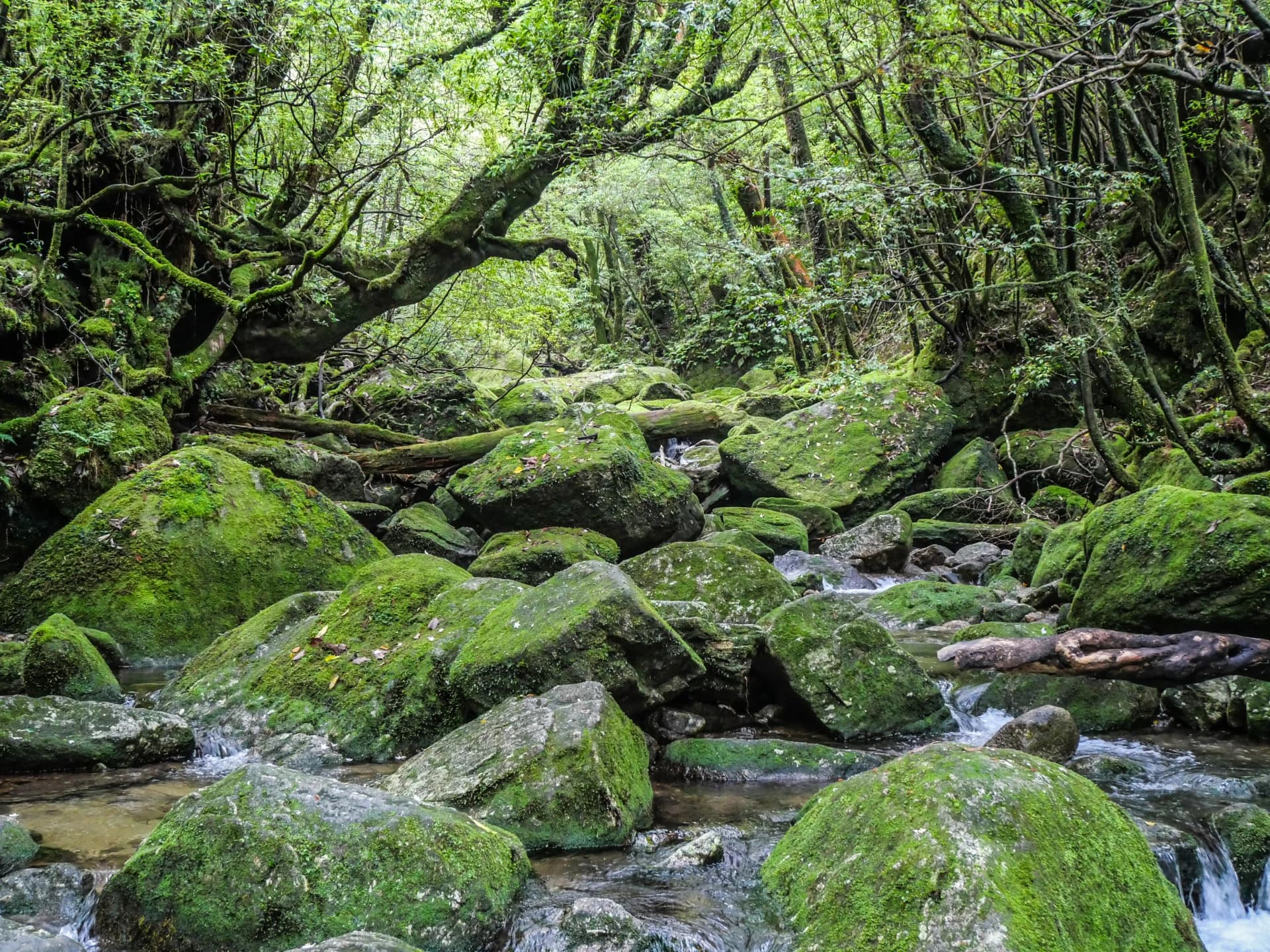 Shiratani Unsuikyo Trail