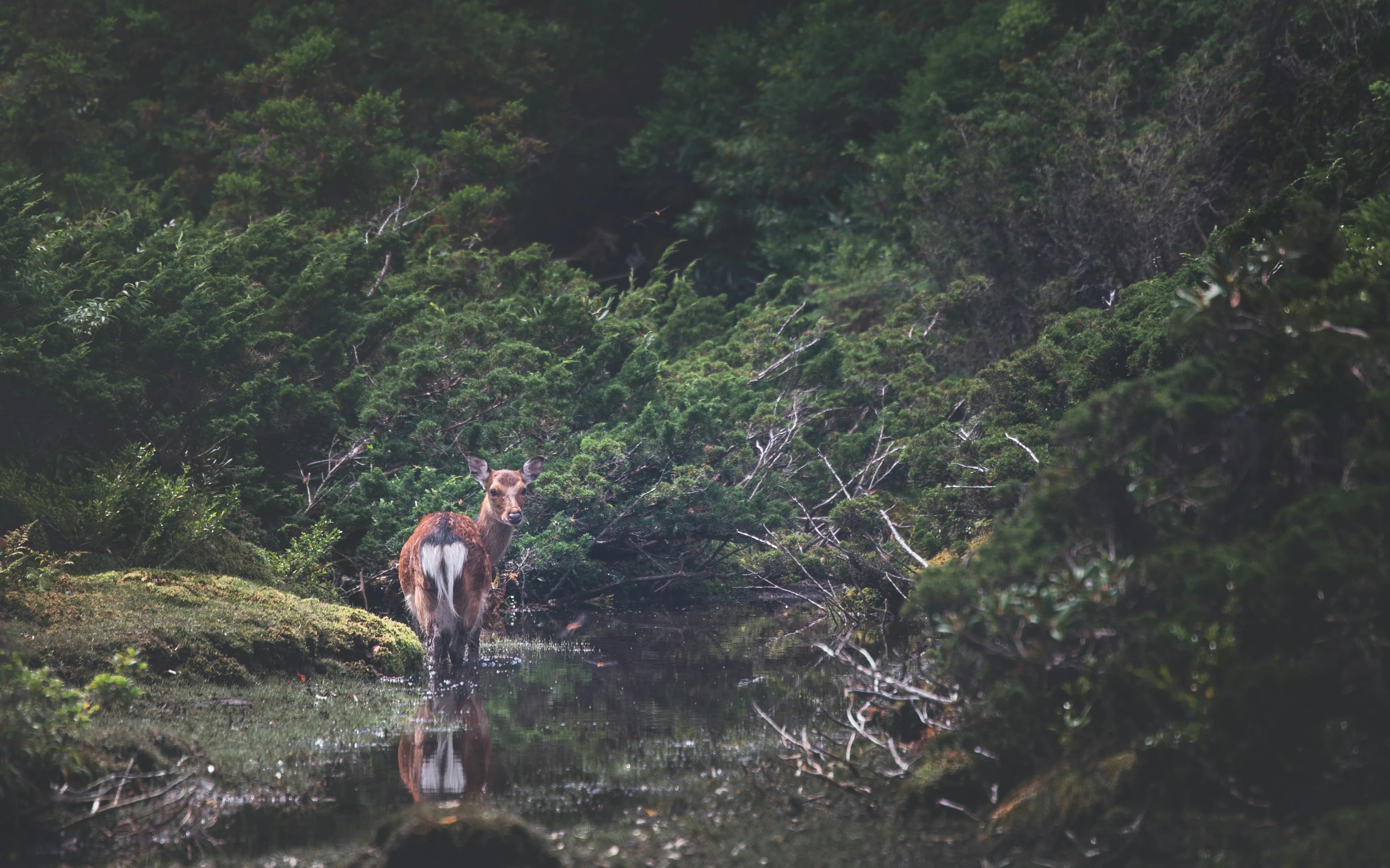 Yakushima Forest Trail