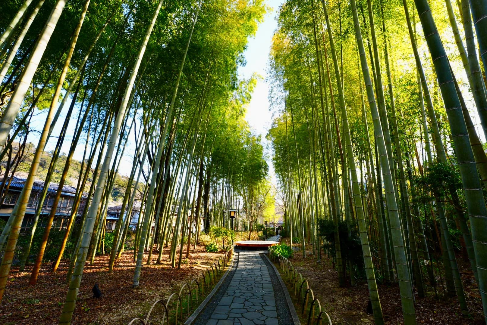 Shuzenji Bamboo Forest
