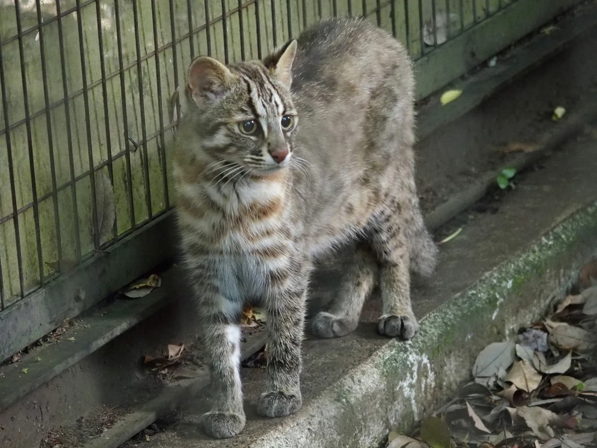 Tsushima leopard cat