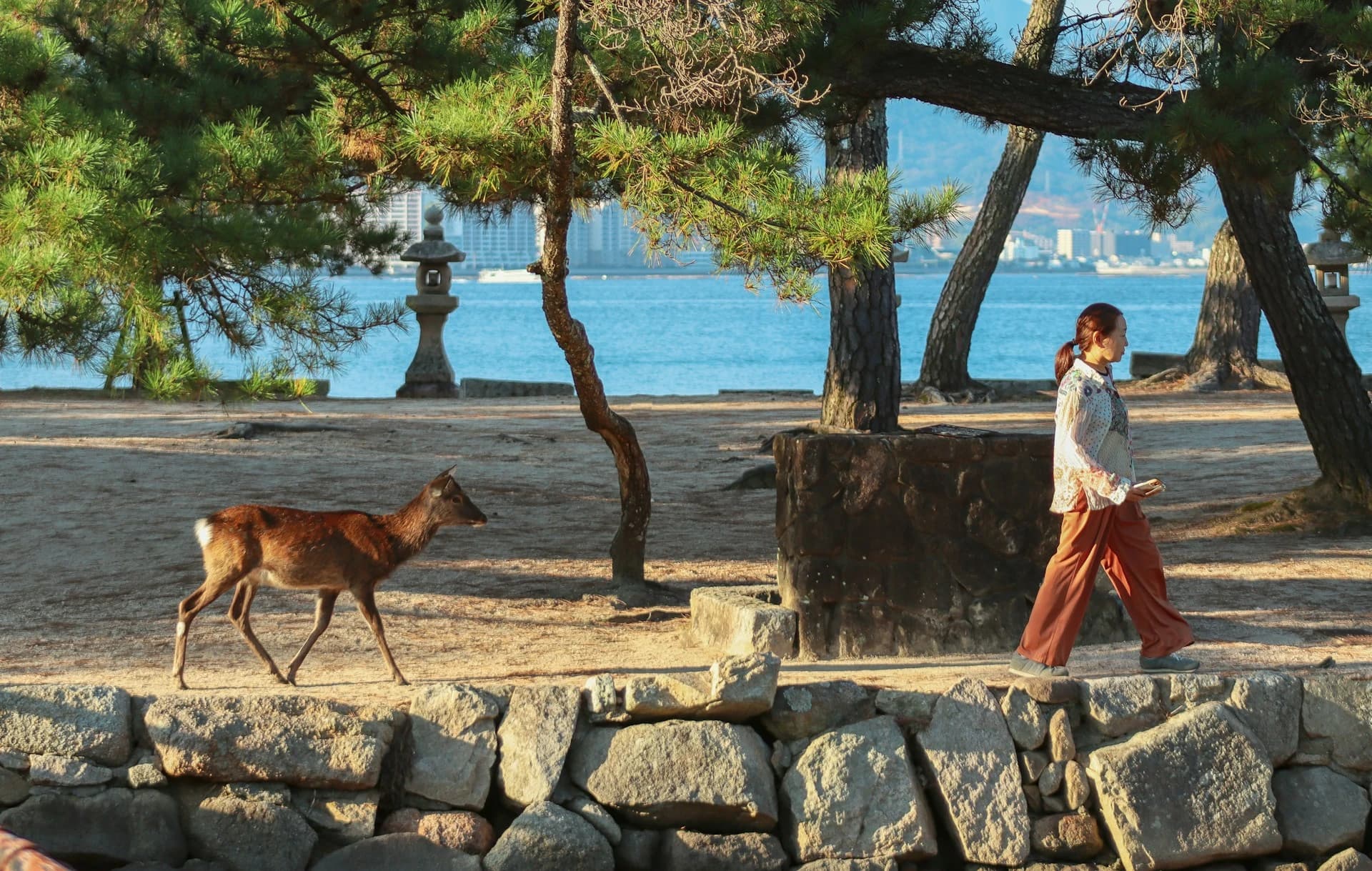 Miyajima Deer