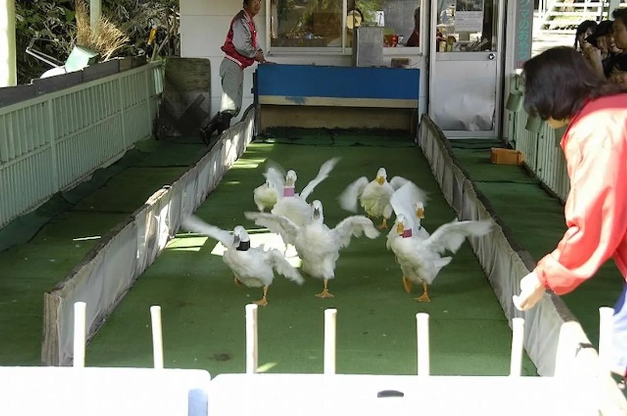 노보리베쓰 오리 경주