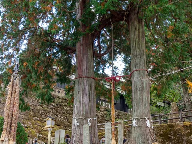 다케오 부부나무