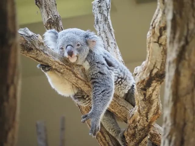 히가시야마 동식물원