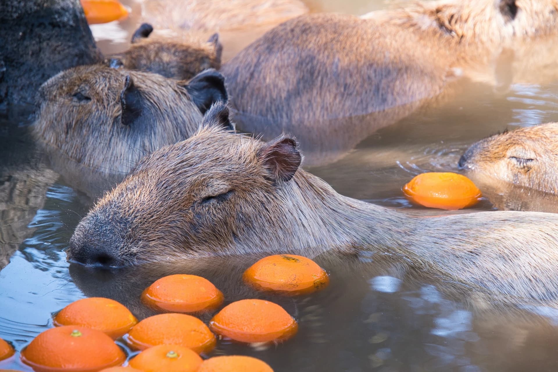 Capybara Open-Air Bath
