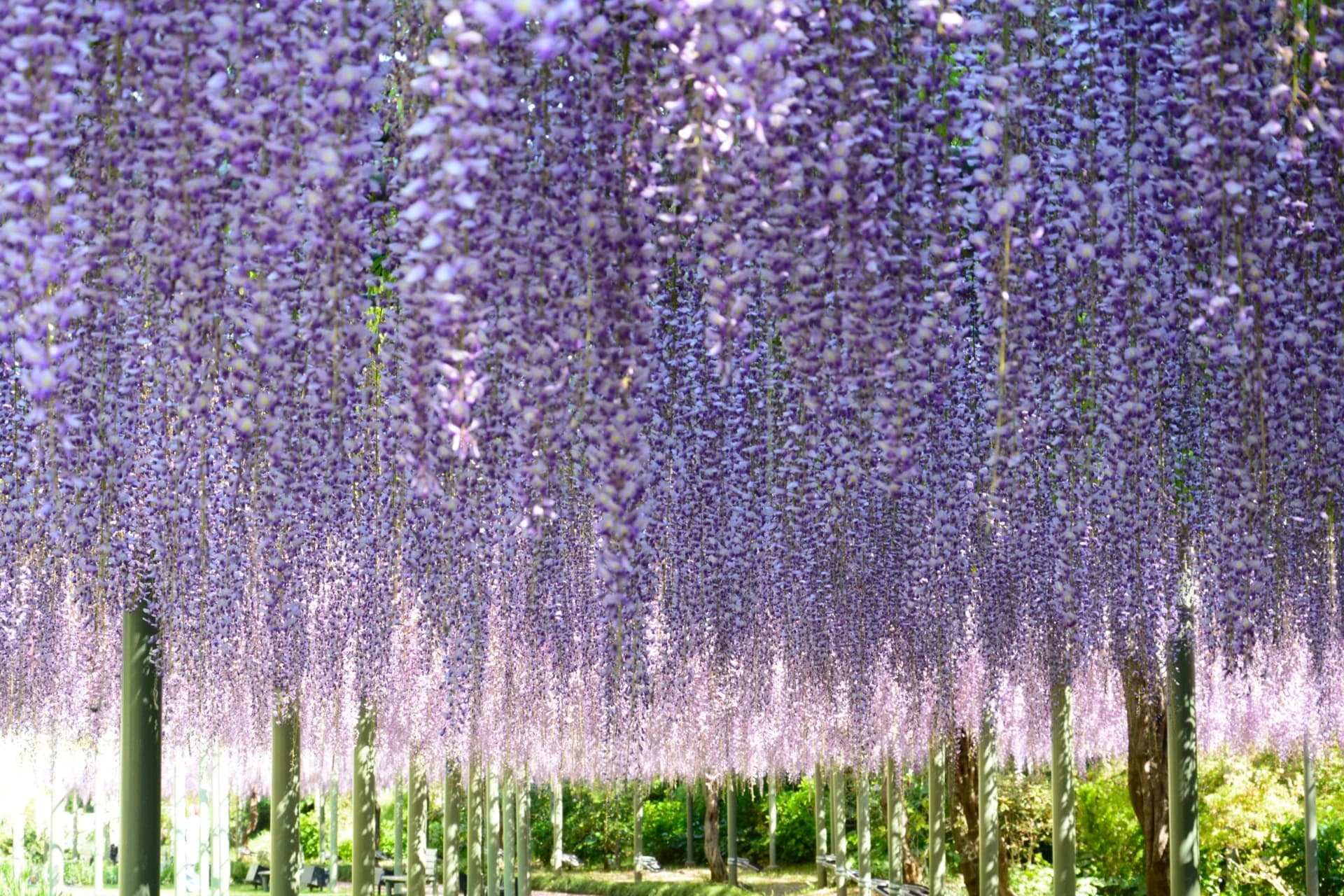 Hamamatsu Flower Park
