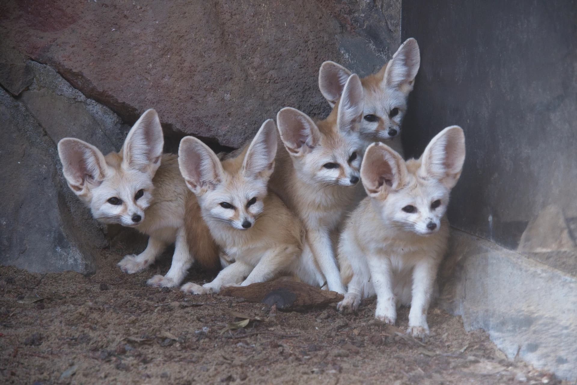 Izu Shaboten Zoo