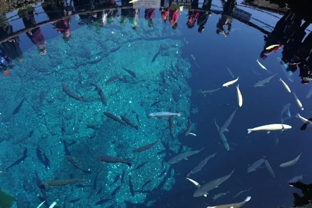 오시노핫카이 츄이케