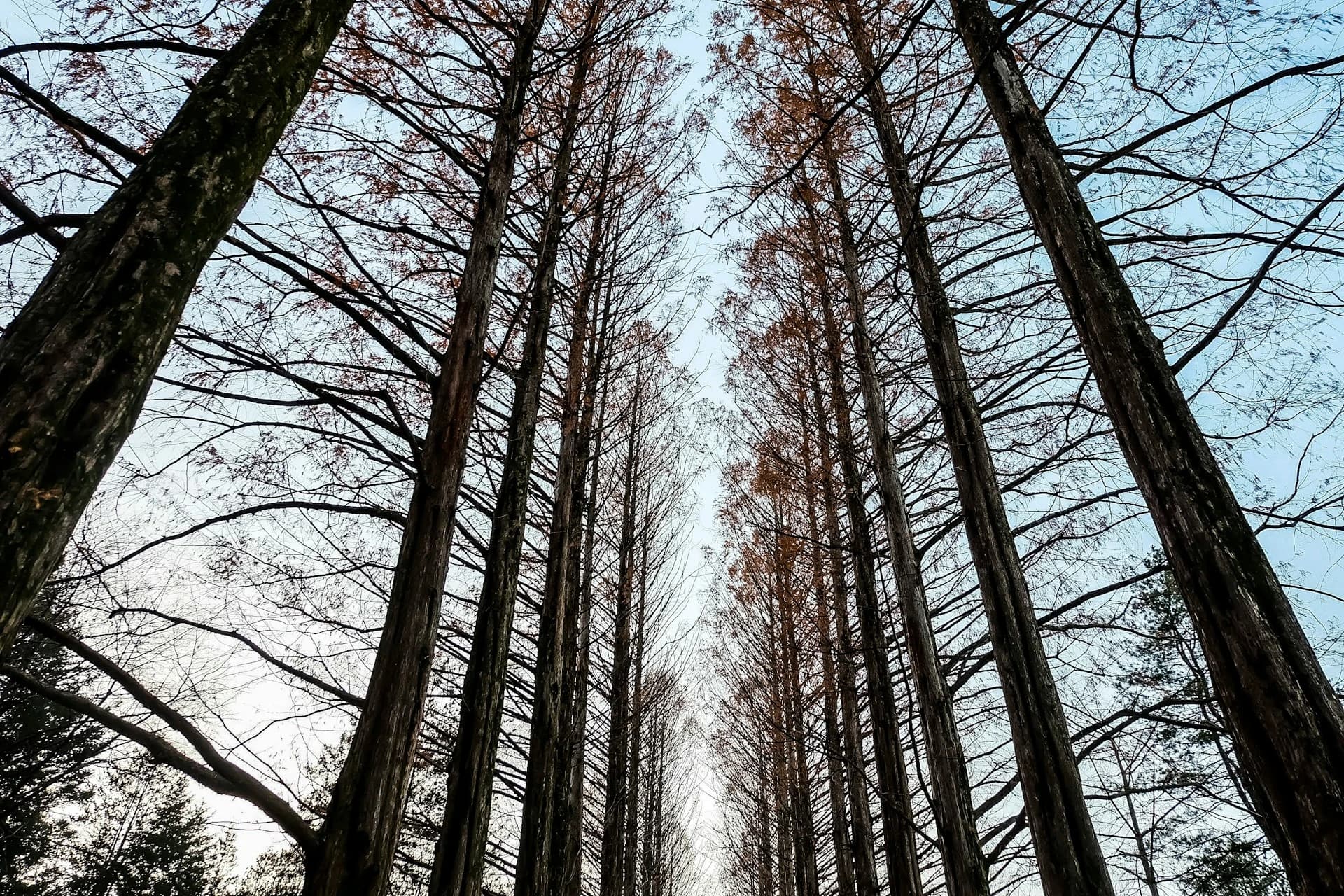 Nami Island in Chuncheon