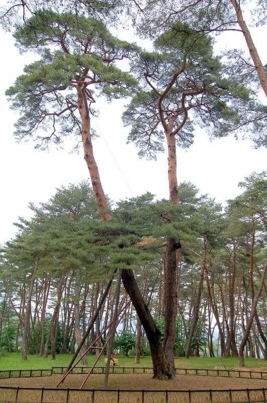 Cheongnyeongpo Gwaneumsong